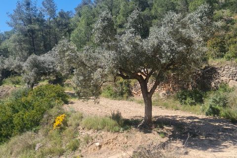 Landejendom i Flix, Tarragona, Flix - € 37.500 | Ref: L1016F - foto 19